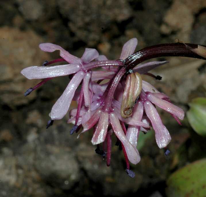 Melanthiaceae Heloniopsis orientalis