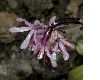 image of Heloniopsis orientalis