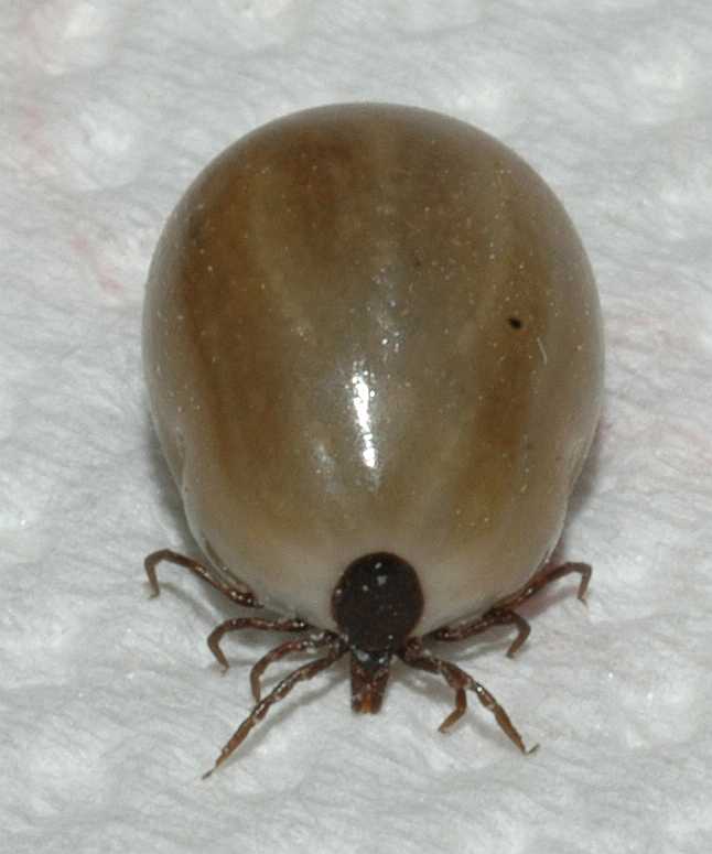 Ixodidae Ixodes ricinus