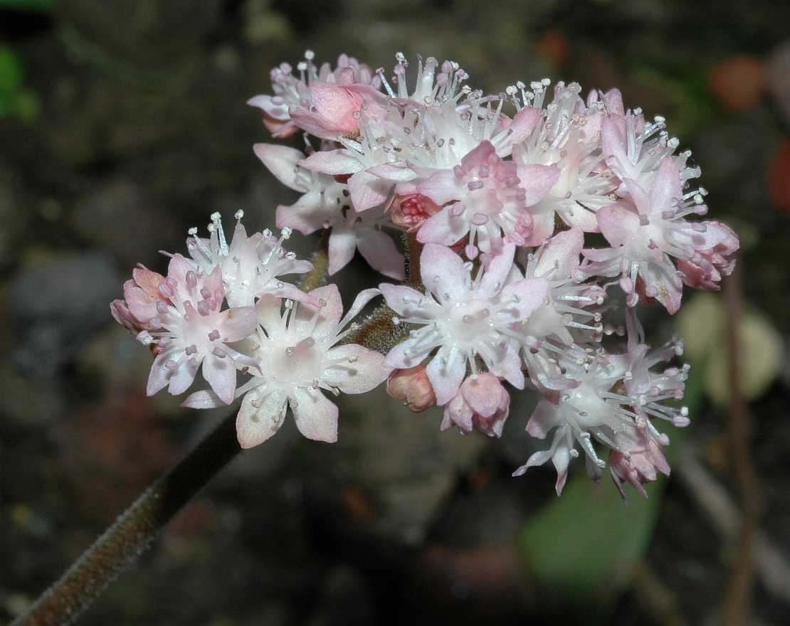 Saxifragaceae Oresitrophe rupifraga
