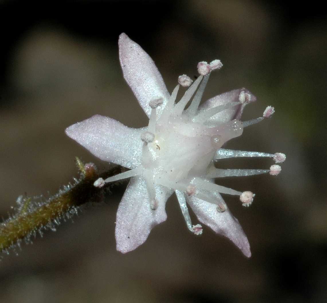 Saxifragaceae Oresitrophe rupifraga