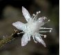 image of Oresitrophe rupifraga