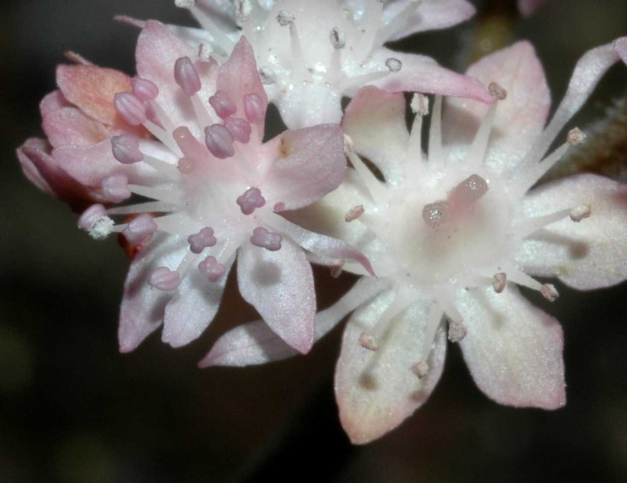 Saxifragaceae Oresitrophe rupifraga
