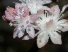 image of Oresitrophe rupifraga