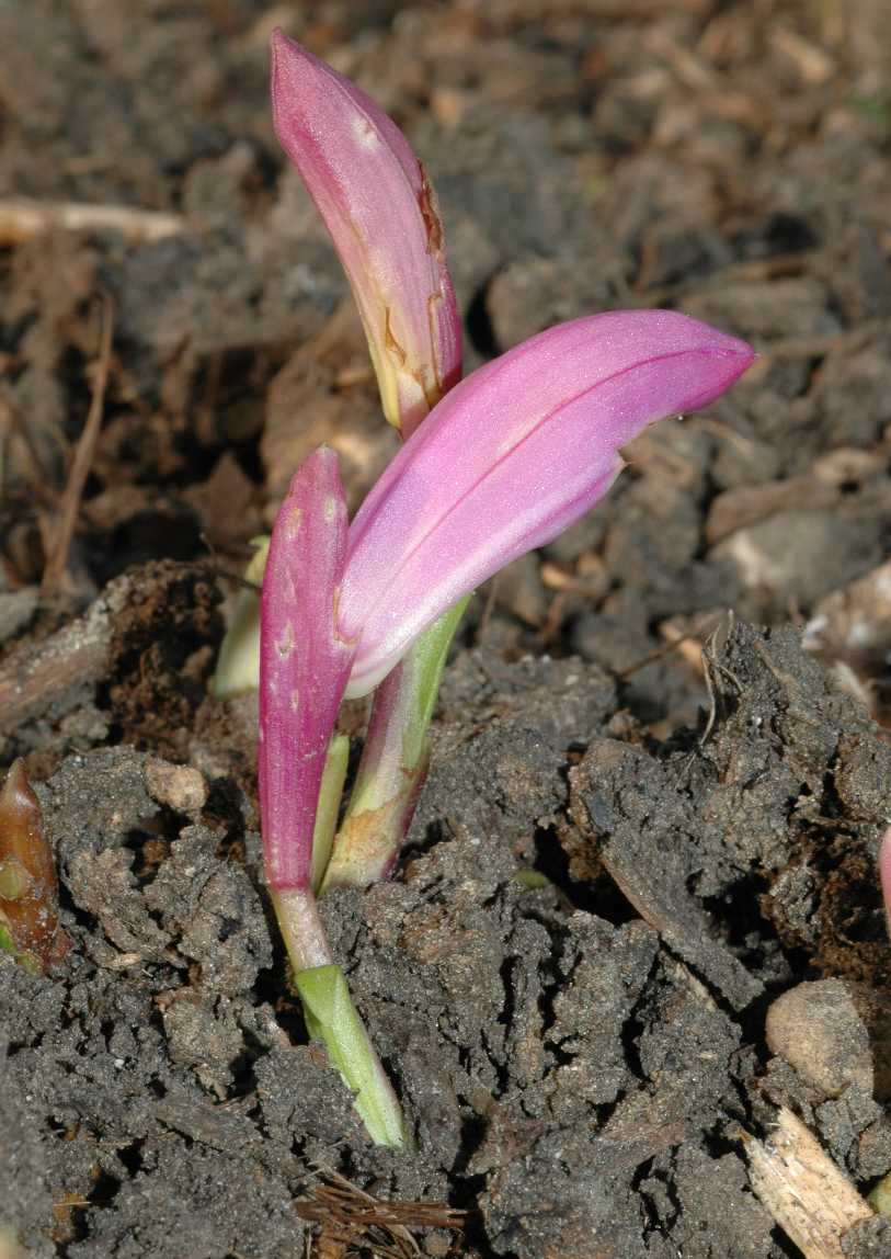 Orchidaceae Pleione formosana