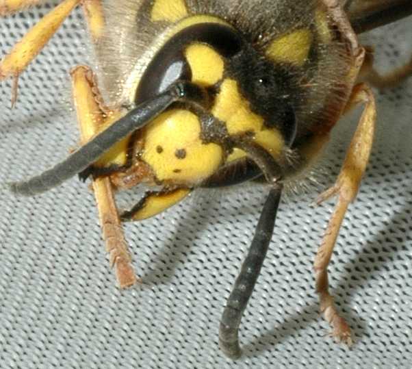 Vespidae Vespula germanica