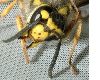 image of Vespula germanica