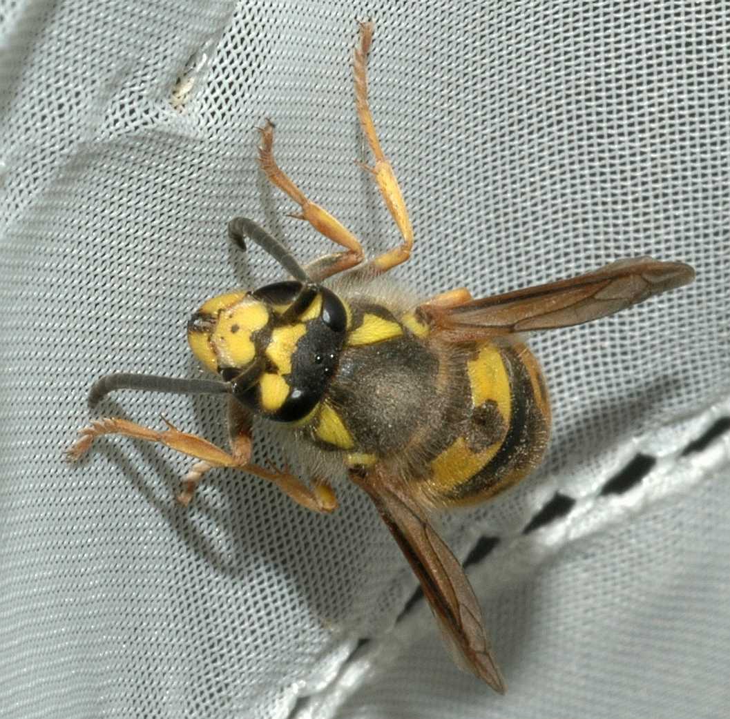 Vespidae Vespula germanica