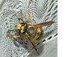 image of Vespula germanica