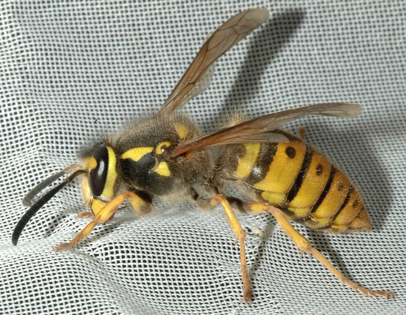 Vespidae Vespula germanica