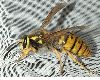 image of Vespula germanica