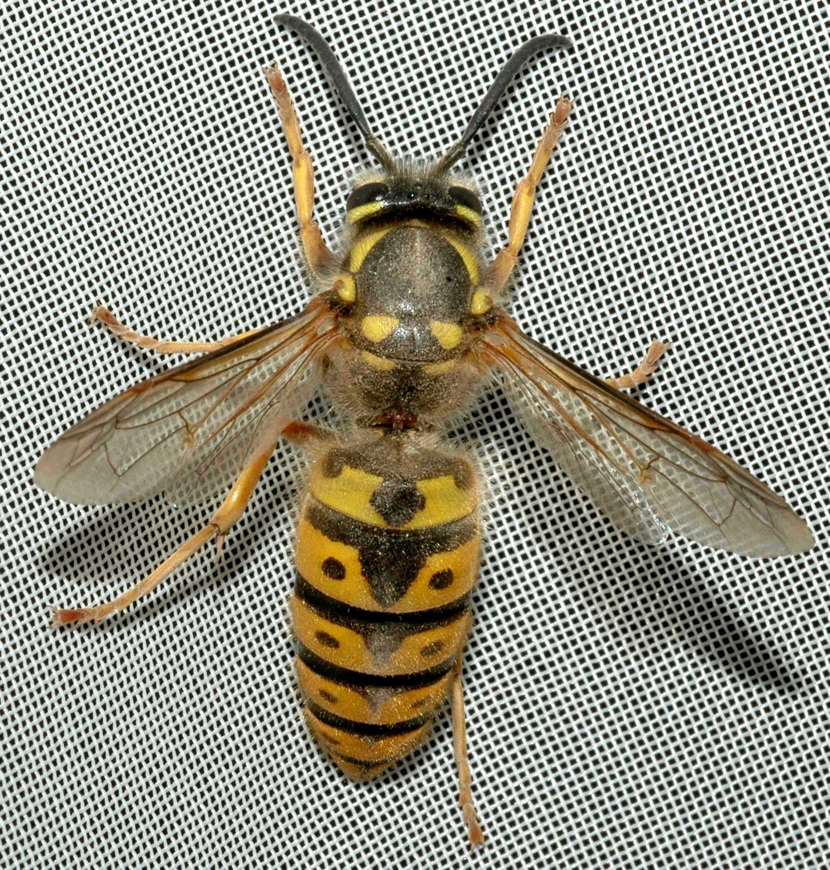 Vespidae Vespula germanica