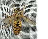 image of Vespula germanica