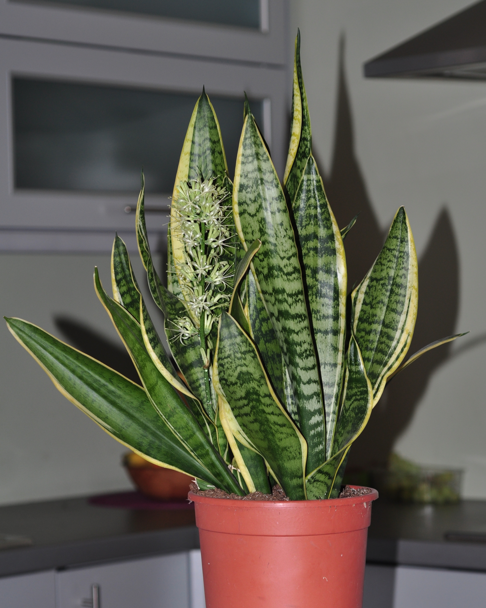 Asparagaceae Sansevieria trifasciata
