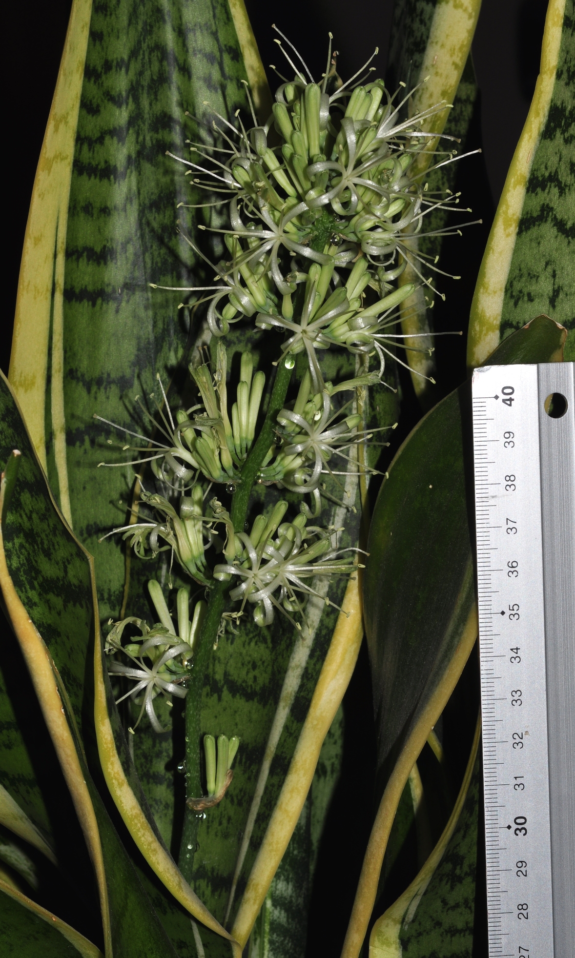 Asparagaceae Sansevieria trifasciata