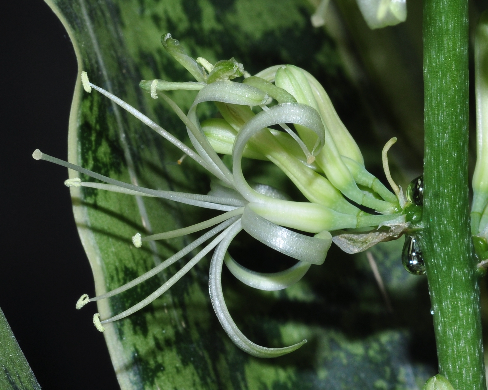 Asparagaceae Sansevieria trifasciata