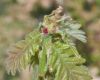 image of Quercus frainetto