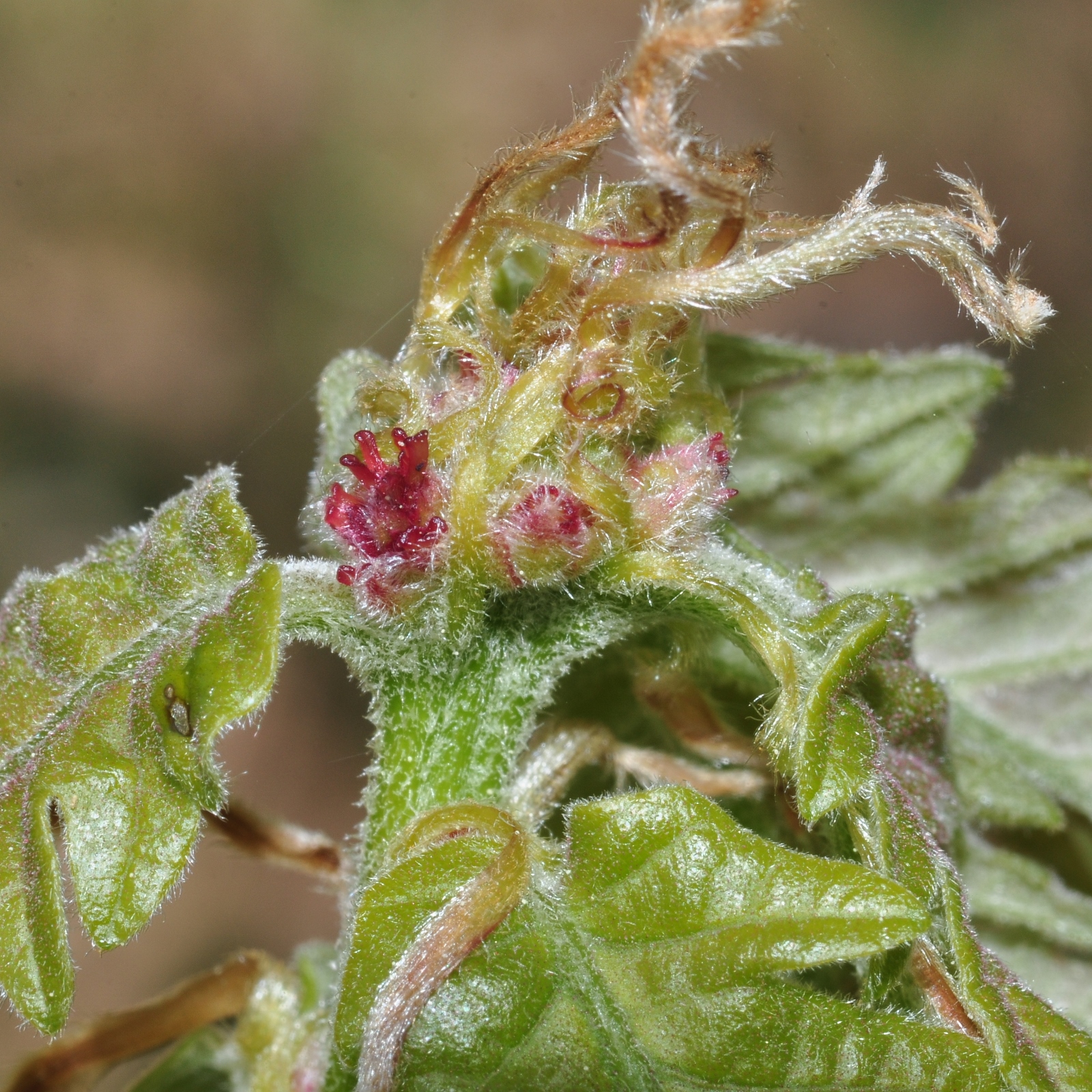 Fagaceae Quercus frainetto