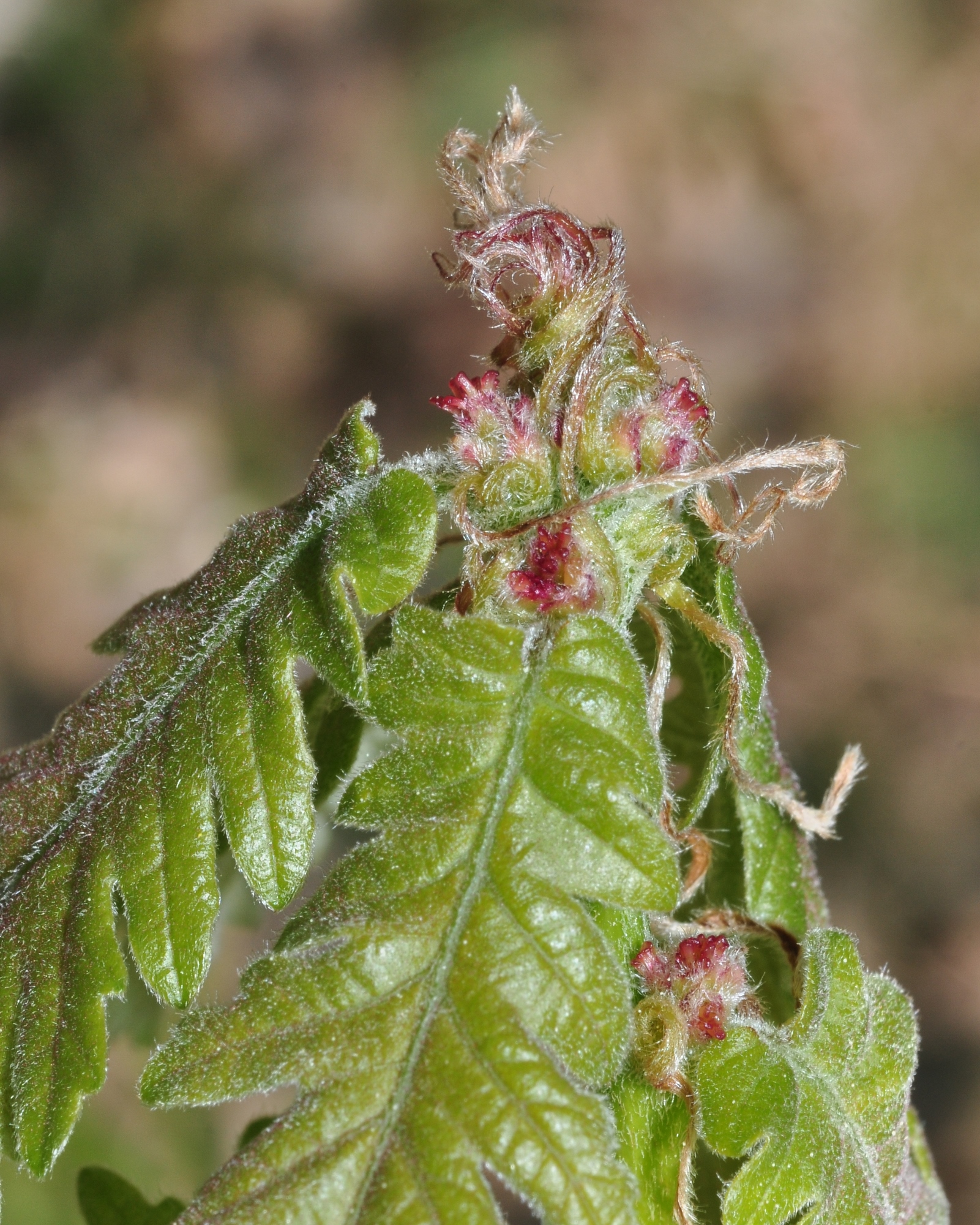 Fagaceae Quercus frainetto