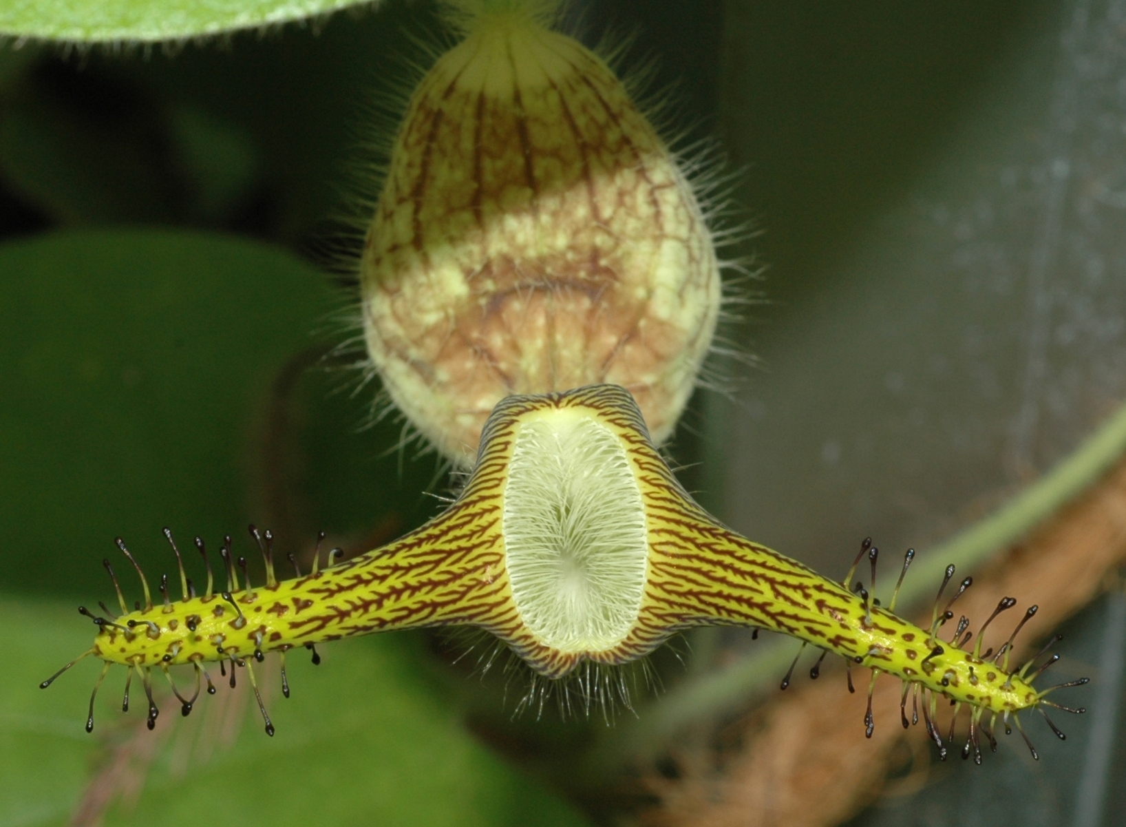 Aristolochiaceae Aristolochia eriantha