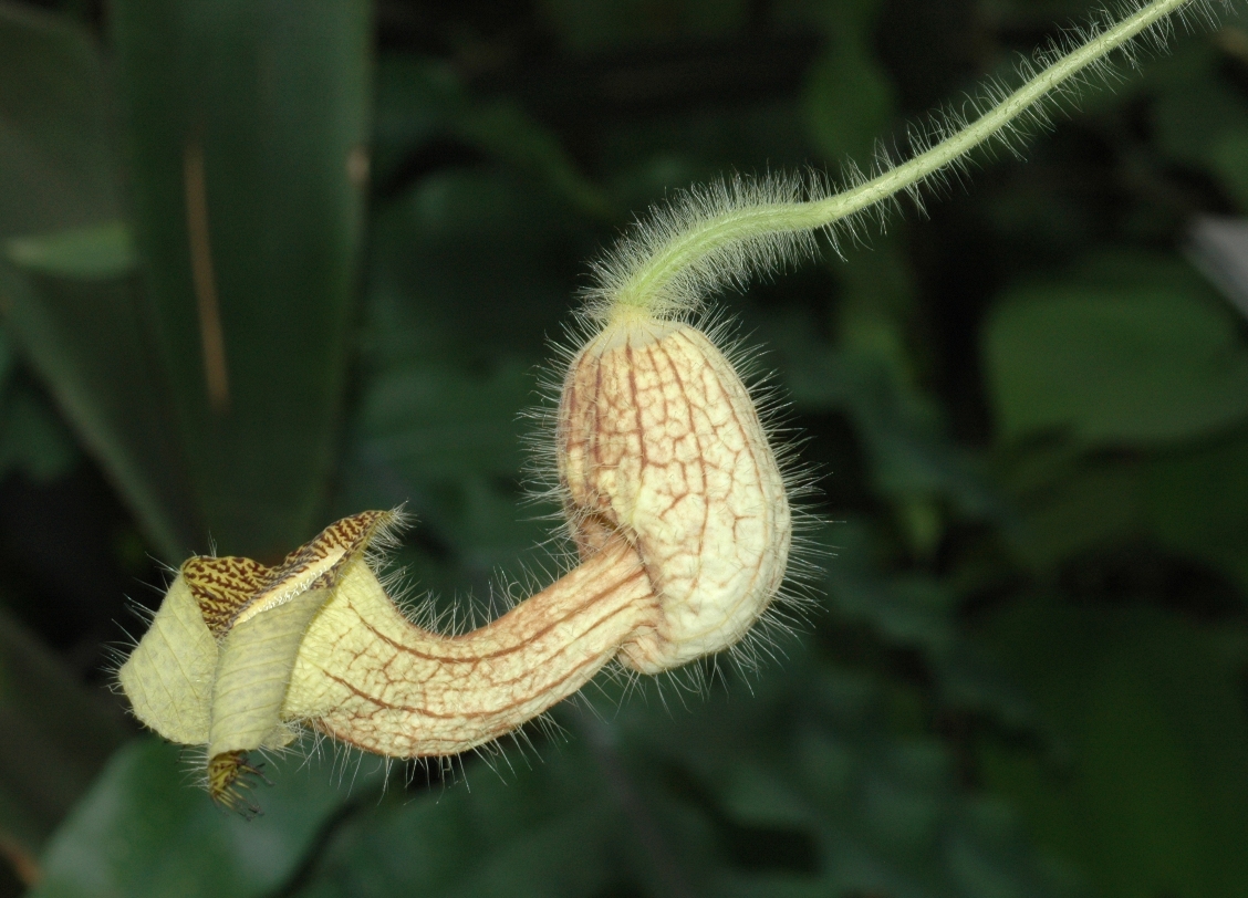 Aristolochiaceae Aristolochia eriantha