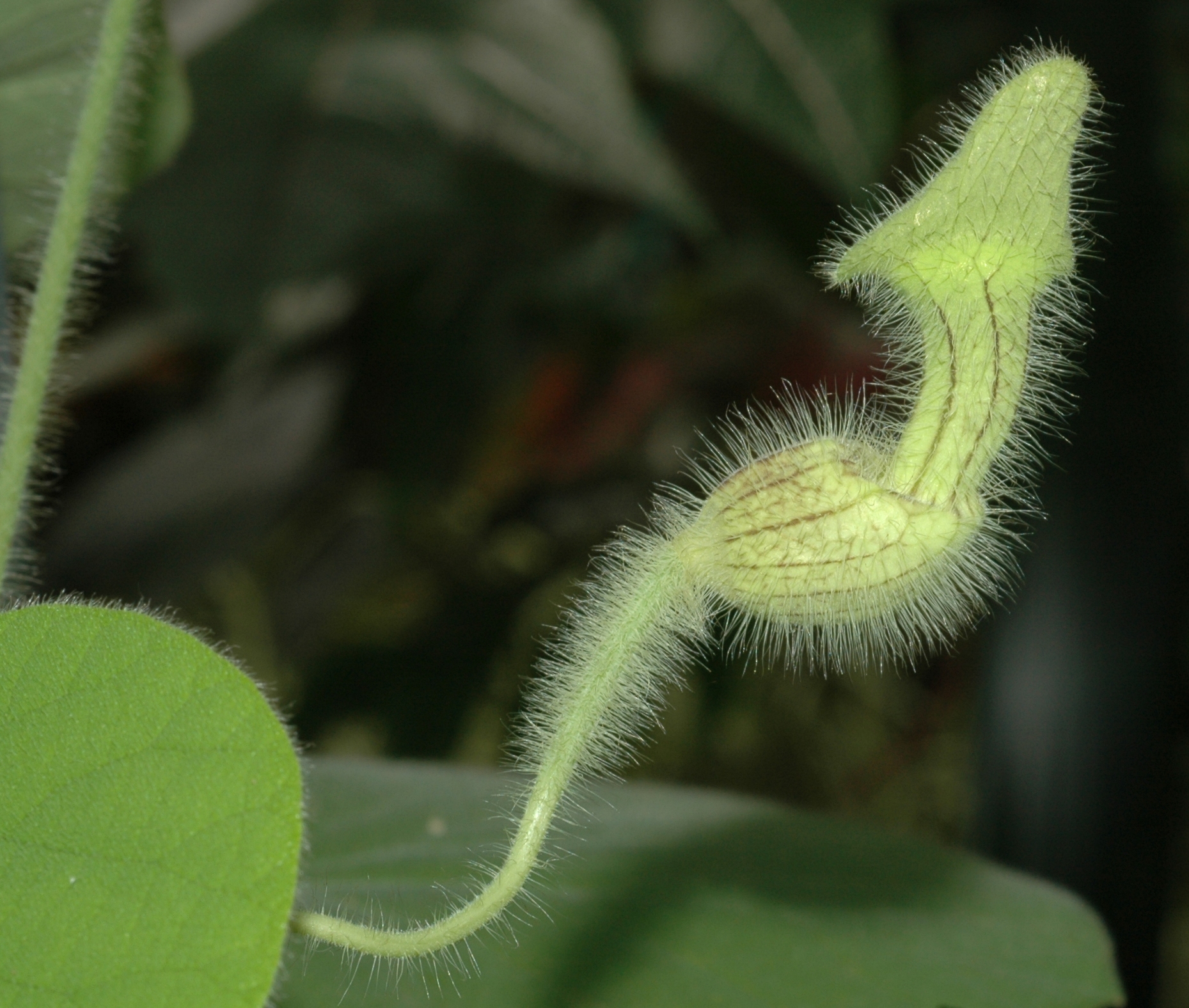 Aristolochiaceae Aristolochia eriantha