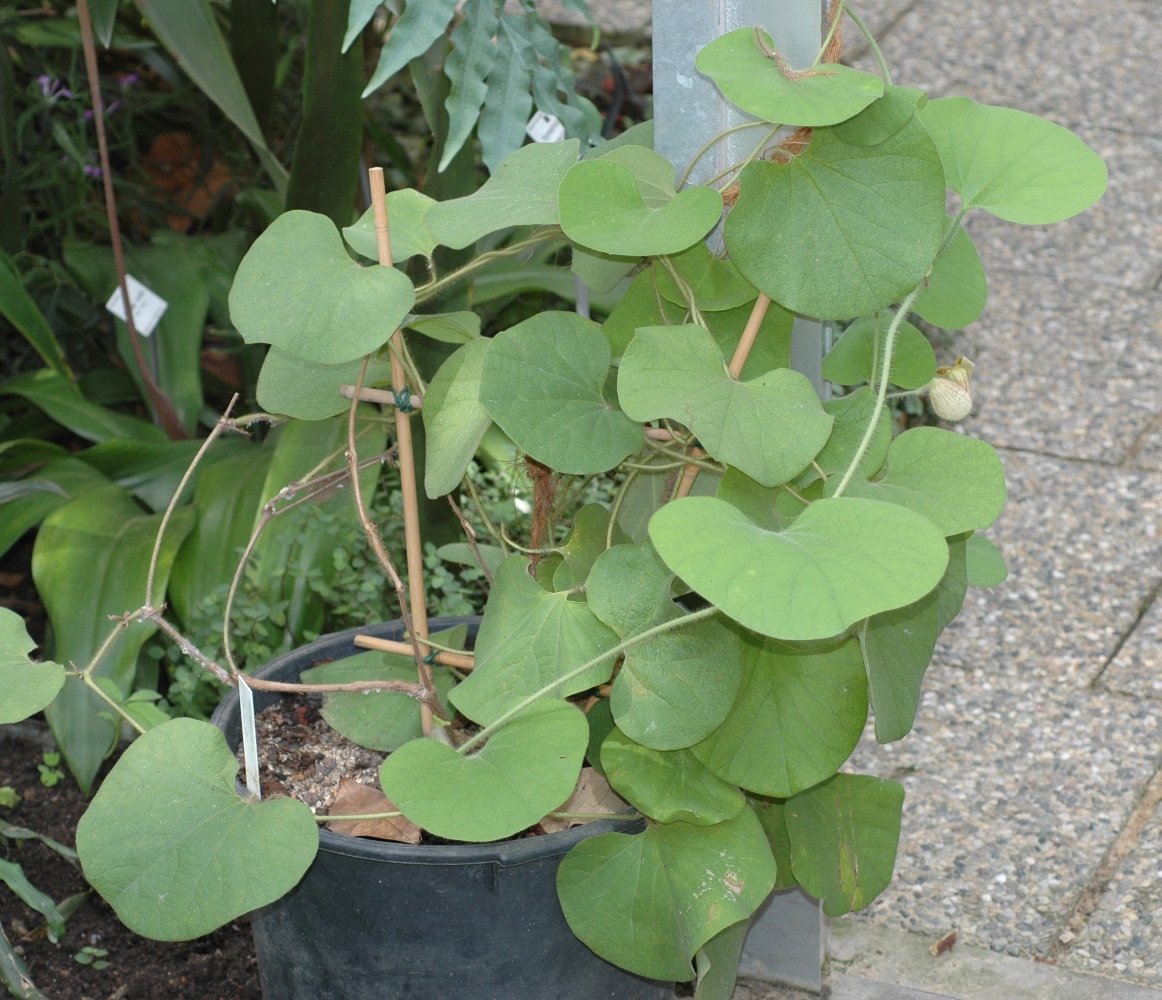 Aristolochiaceae Aristolochia eriantha