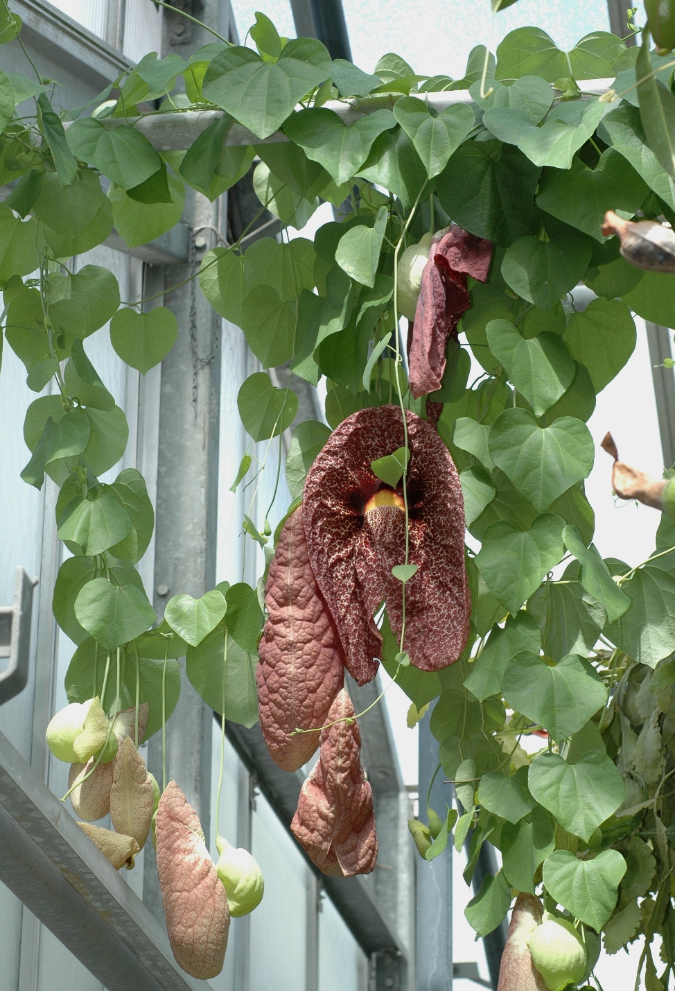 Aristolochiaceae Aristolochia gigantea
