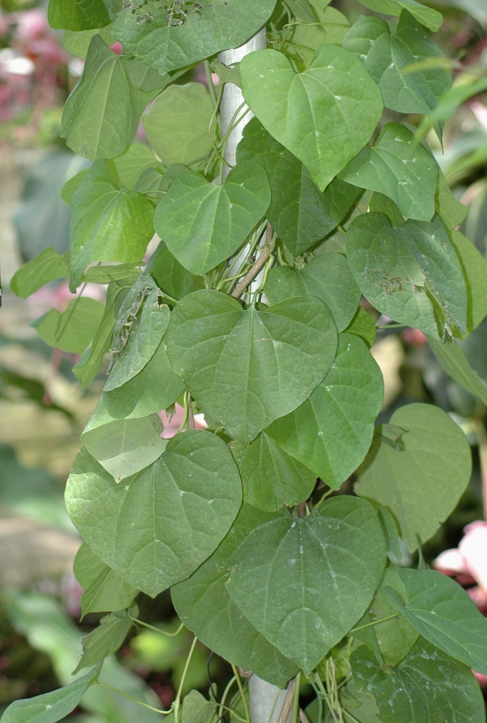 Aristolochiaceae Aristolochia gigantea