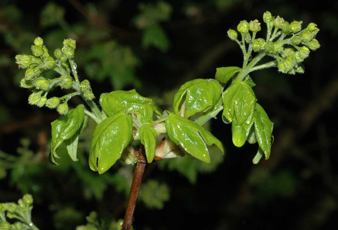 Aceraceae Acer campestre