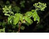 image of Acer campestre