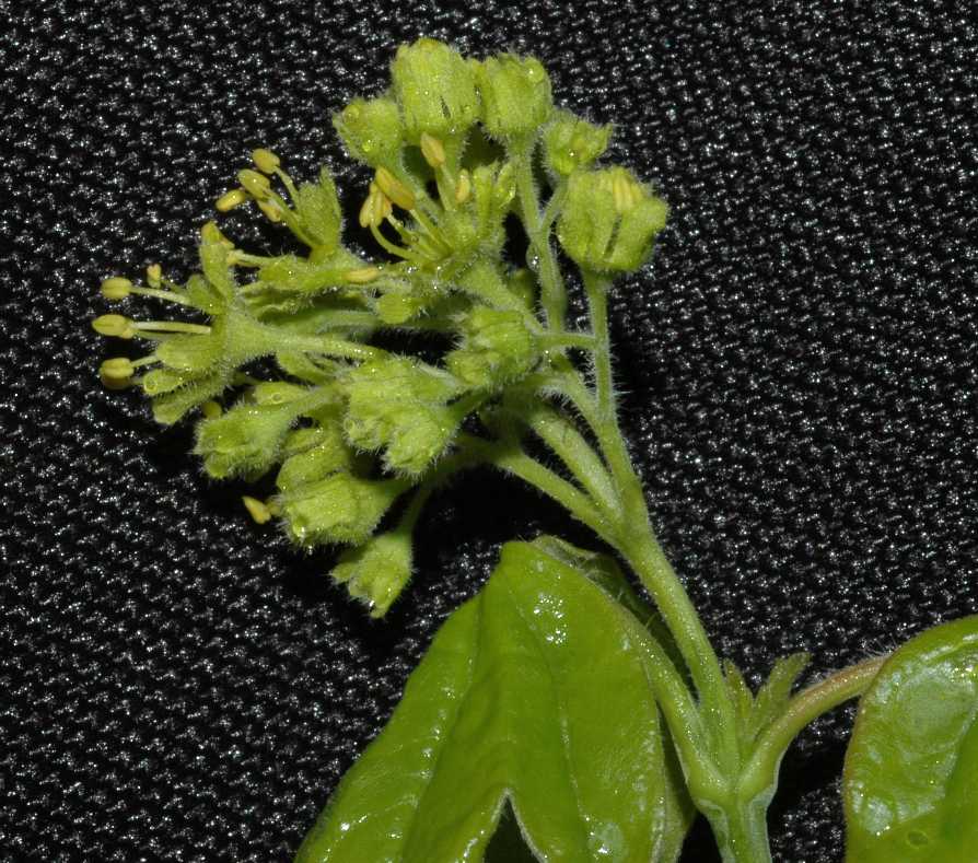 Aceraceae Acer campestre