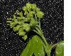 image of Acer campestre