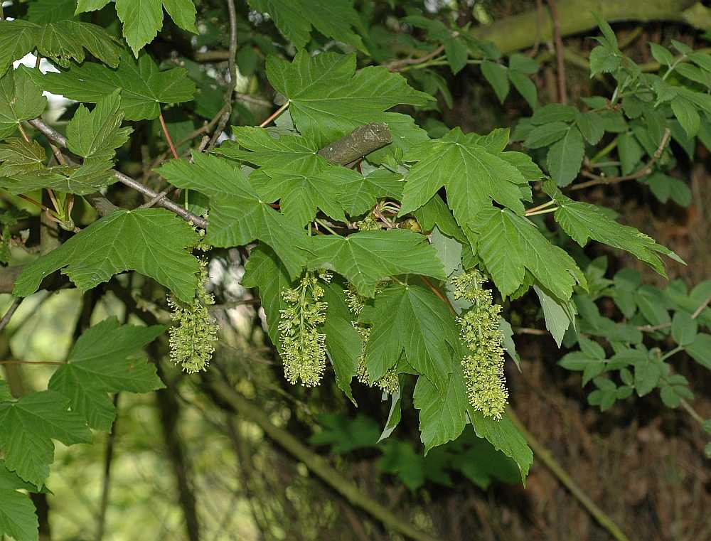 Aceraceae Acer pseudoplatanus