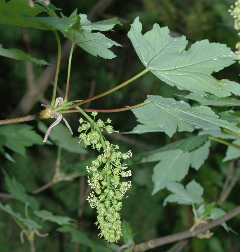 Aceraceae Acer pseudoplatanus