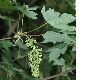 image of Acer pseudoplatanus