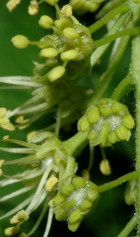 Aceraceae Acer pseudoplatanus