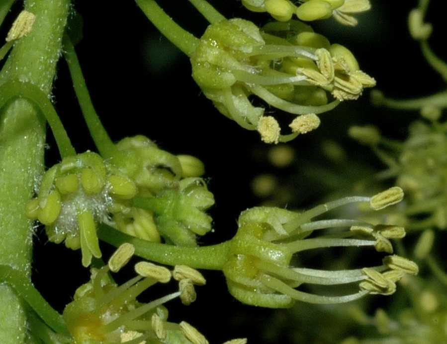 Aceraceae Acer pseudoplatanus