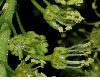 image of Acer pseudoplatanus