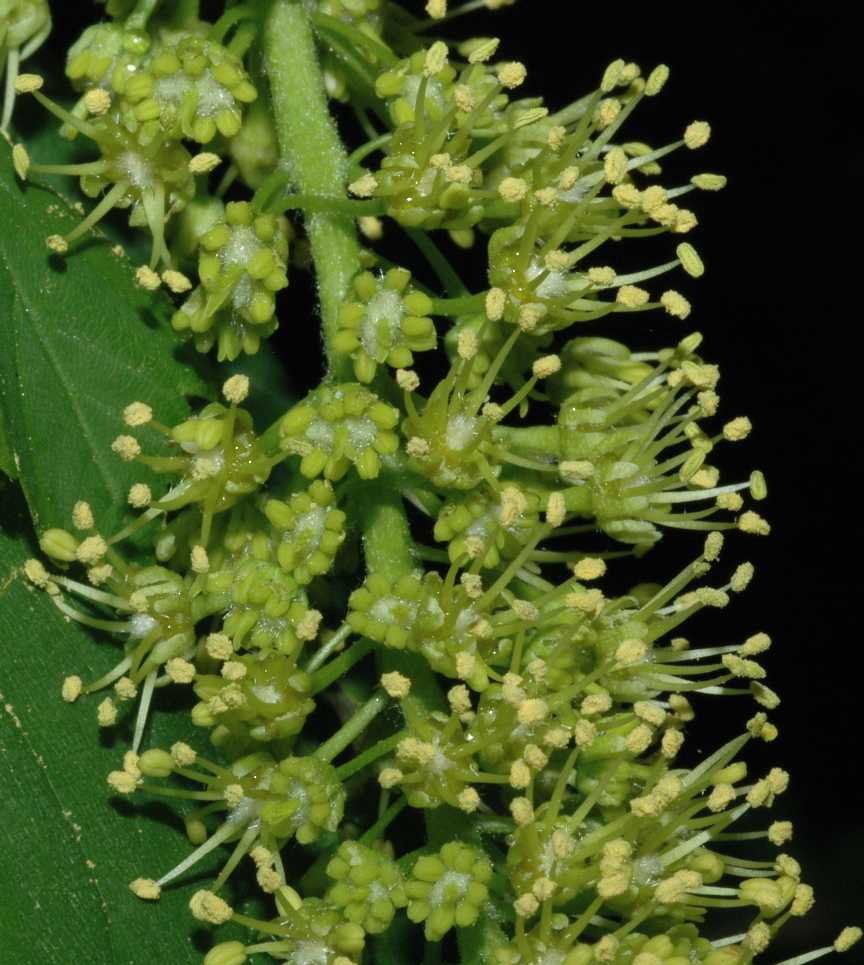 Aceraceae Acer pseudoplatanus