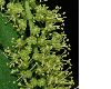 image of Acer pseudoplatanus