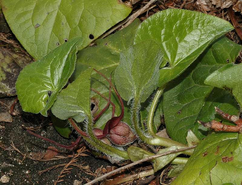 Aristolochiaceae Asarum caudatum