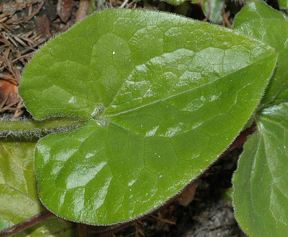 Aristolochiaceae Asarum caudatum
