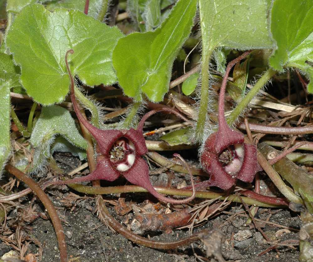 Aristolochiaceae Asarum caudatum