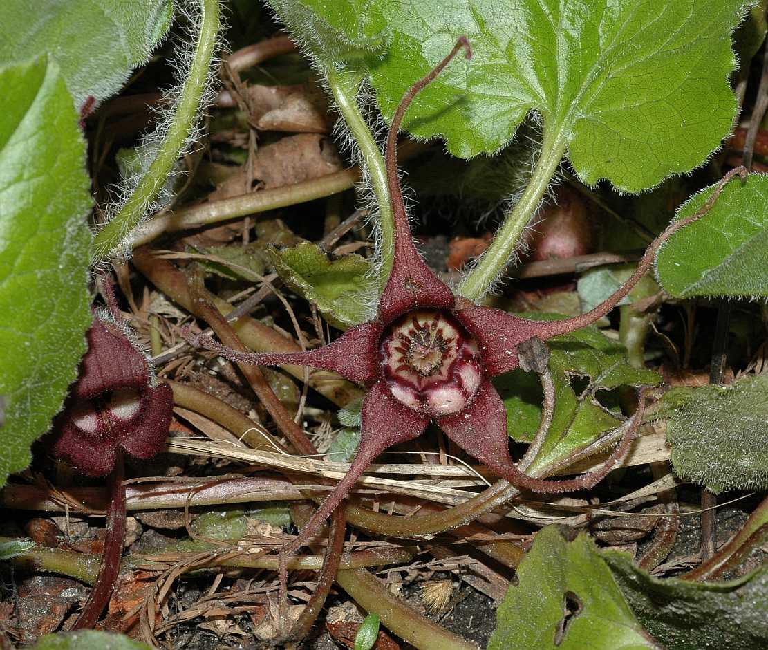 Aristolochiaceae Asarum caudatum