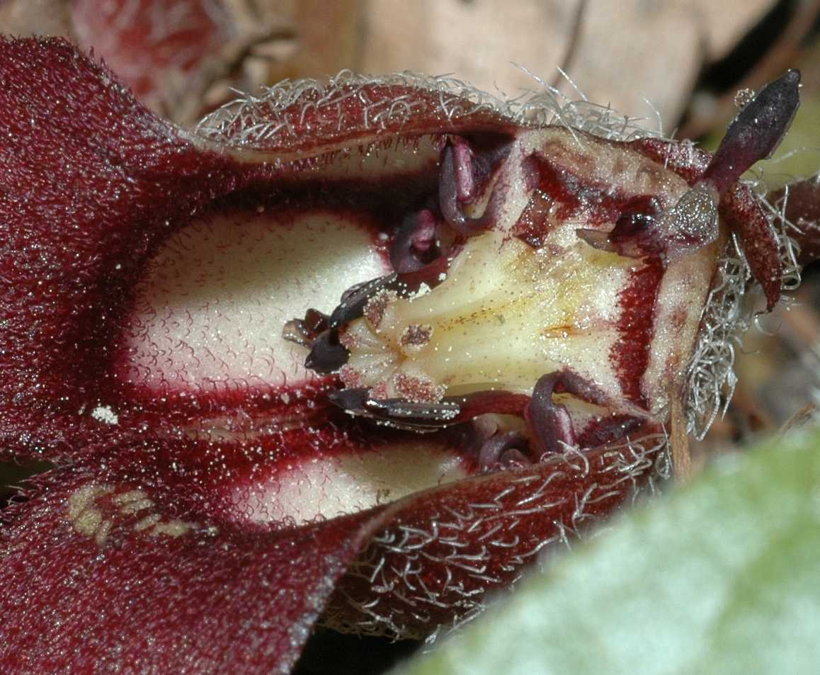 Aristolochiaceae Asarum caudatum