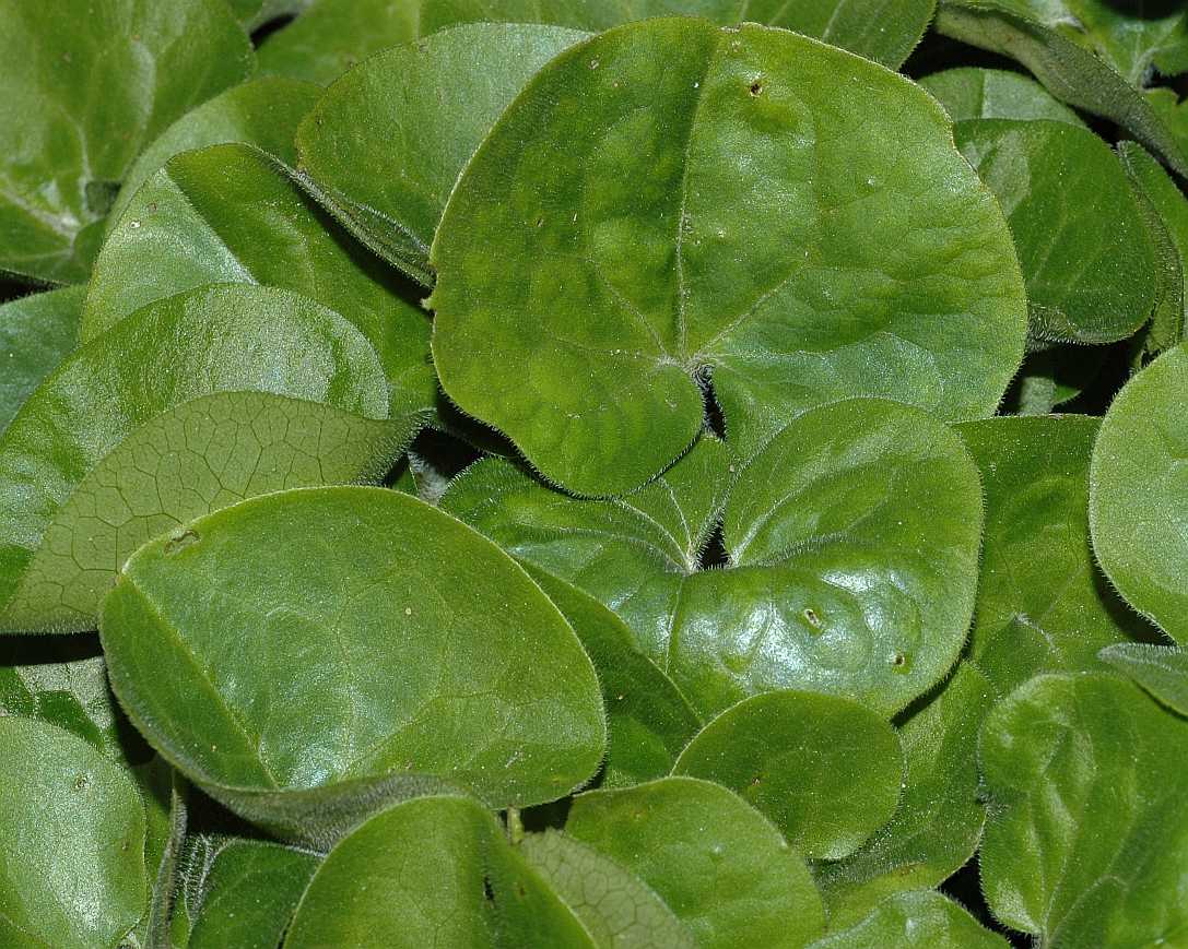 Aristolochiaceae Asarum europaeum