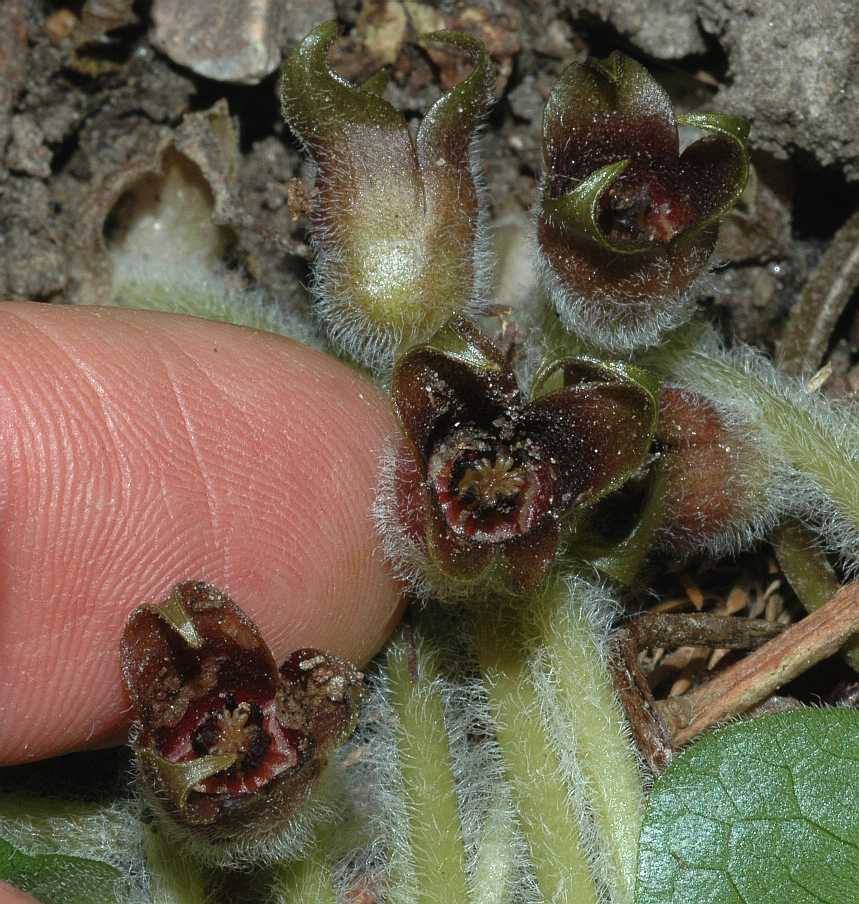 Aristolochiaceae Asarum europaeum
