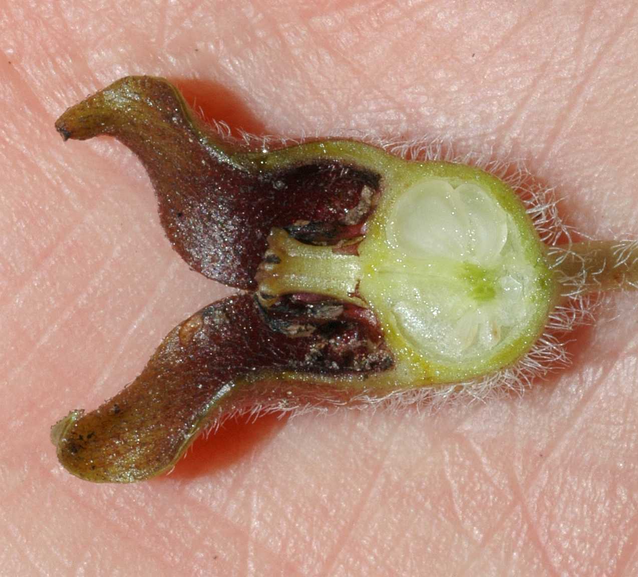 Aristolochiaceae Asarum europaeum