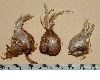 image of Babiana stricta
